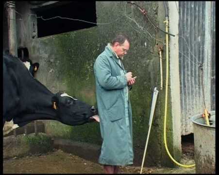 Vaches ne regardent plus passer les trains (Les)