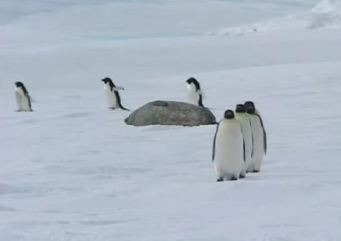 Un été en Antarctique