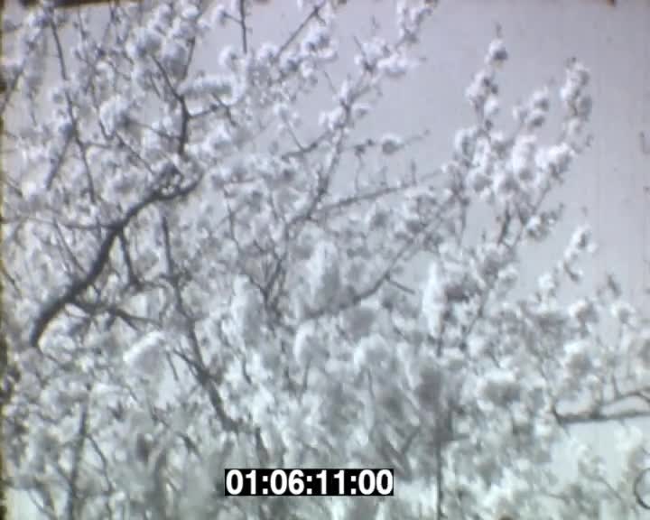 Morceaux de pellicule...