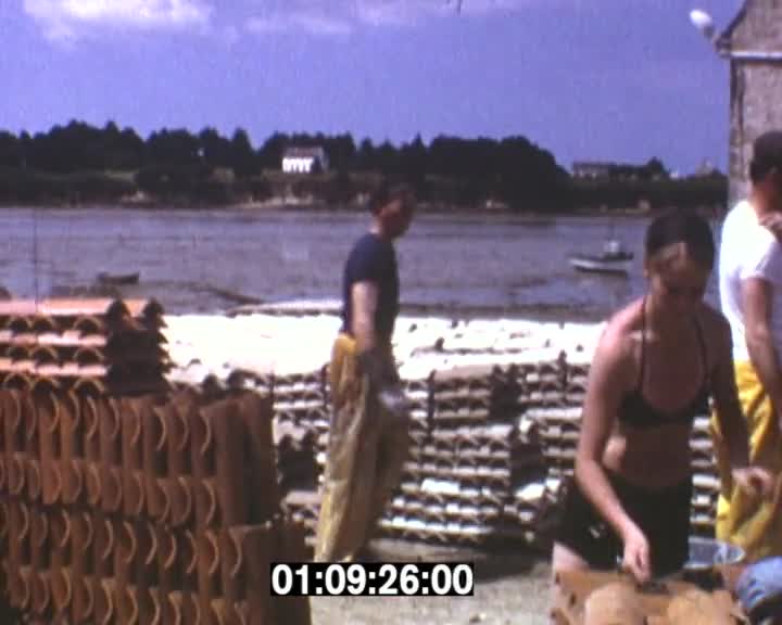Préparation des collecteurs d'huîtres plates