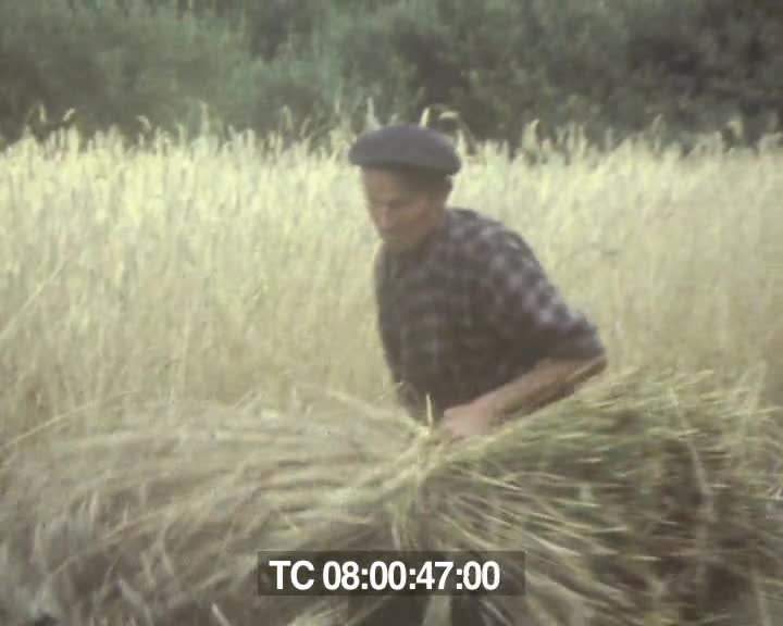 Récolte du blé, prélude à la fête des moisson 1981