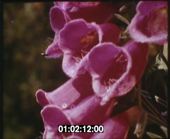 Floralies 1967
