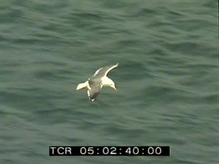 Réserve de Goulien en été  (La)