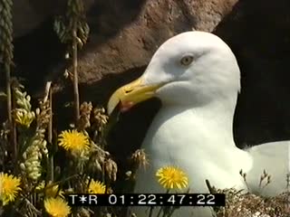 Cap Fréhel au printemps 5/11