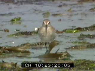 Sillon du Talbert en été 1/4 (Le)