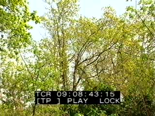 Marais de Quellen au printemps (Le)