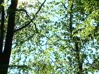 Forêt du Cranou au printemps (La)