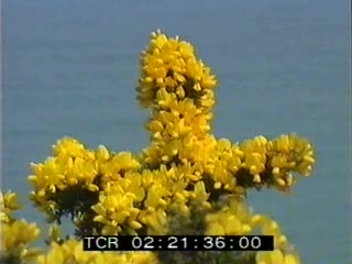 Roche Jagu au printemps 2/2 (La)