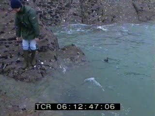 Lâcher d'oiseaux à Saint-Cast en hiver