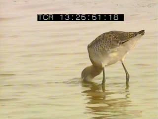 Séné au printemps 11/15