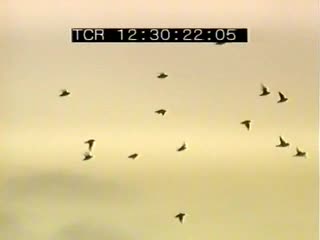 Baie de Saint Brieuc en automne 12/16 (La)