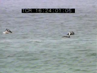 Baie de Saint Brieuc en été 8/8 (La)