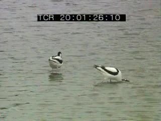 Séné au printemps 12/15