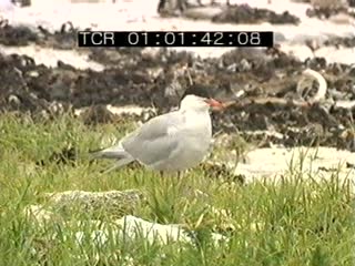 Île de Béniguet en été (L')