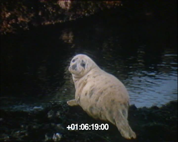 SEPNB, mammifères marins, 7-5-1985