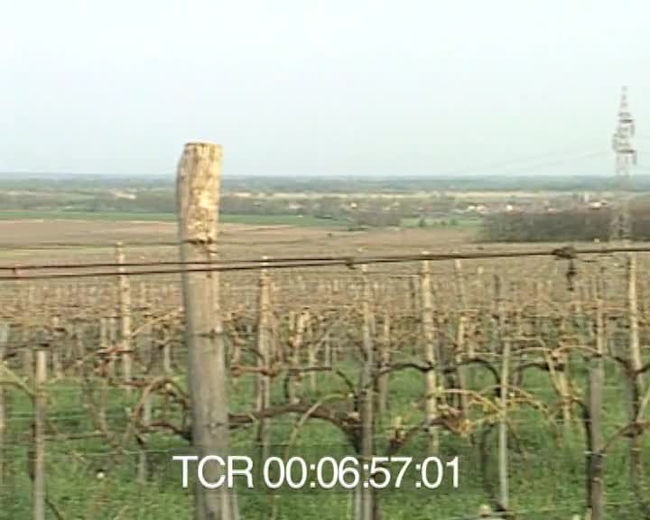 Tokay, le roi des vins