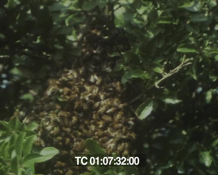 Vie des abeilles (La)