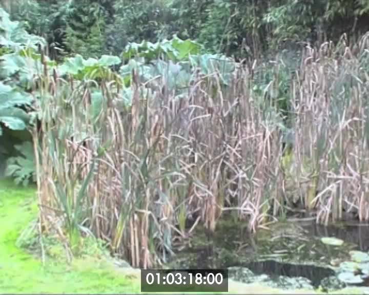 jardin du Douric (Le)