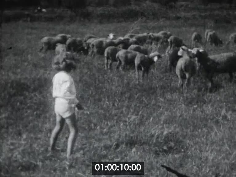Nils et les moutons Cavalière 1931
