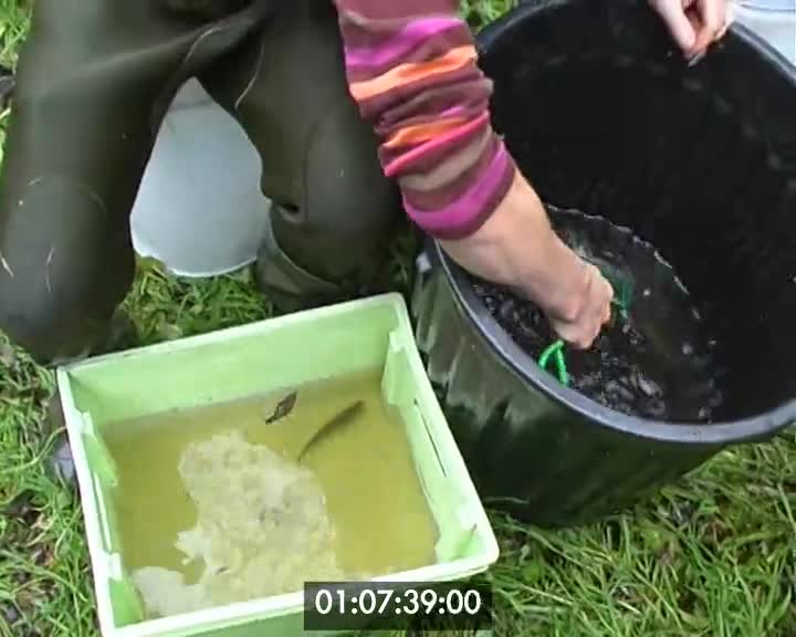 pêche électrique (La)