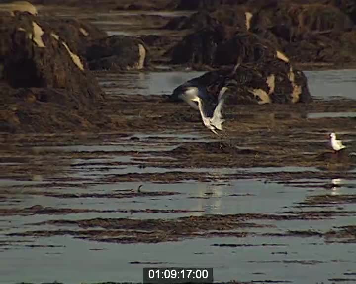 Per-Jakez Helias - Rushes 24