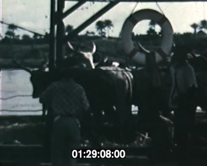 Voyage des soeurs (Le)